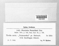 Puccinia pazschkei image